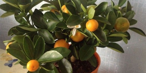 Kako uzgojiti mandarinu iz koštice kod kuće